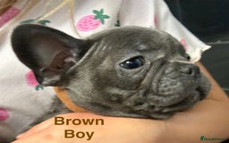 French Bulldog dogs for sale: Solid Blue French Bulldog  - Image 23