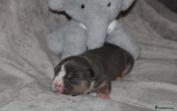 American Bully dogs for sale: 🔥🔥American bully pups 🔥🔥 - Image 9