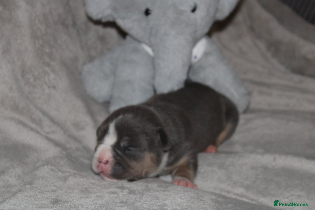 American Bully dogs for sale: 🔥🔥American bully pups 🔥🔥 - Image 9