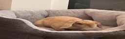 Mini Lop rabbits for sale: Rare plush mini lop - Advert 3