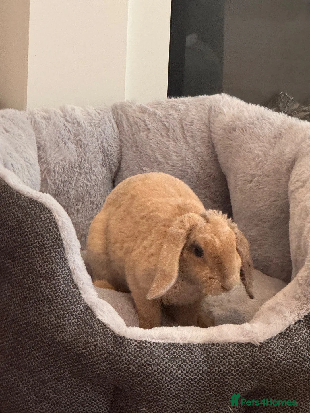 Mini Lop rabbits for sale: Rare plush mini lop - Advert 3