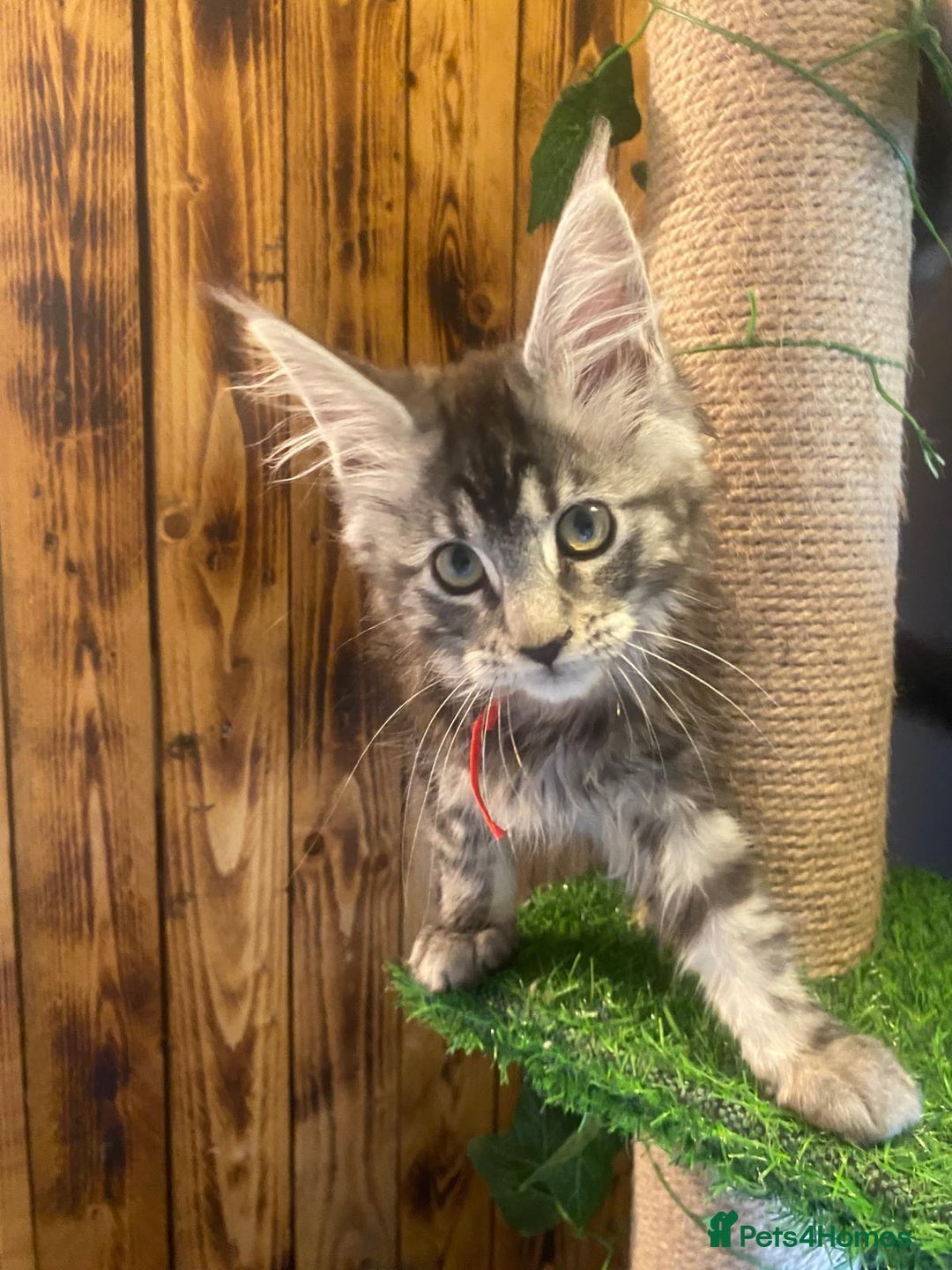 Maine Coon cats for sale: Gccf maine coon babies - Advert 39