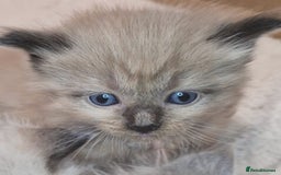 Ragdoll cats for sale: Proven healthy ragdolls 🐾 Sepias & traditionals   - Image 30