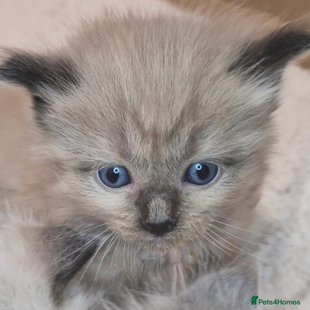 Ragdoll cats for sale: Proven healthy ragdolls 🐾 Sepias & traditionals   - Image 30