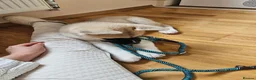 Akita dogs for sale: KC Registered American Akita male puppy 12 weeks in Edinburgh - Advert 3