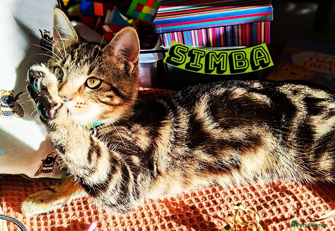 Mixed Breed cats for sale: Free to a Loving Home 2 Cats& 1 Kitten-Swansea - Advert 24