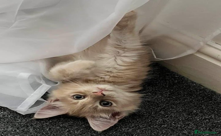 Maine Coon cats - Advert 4