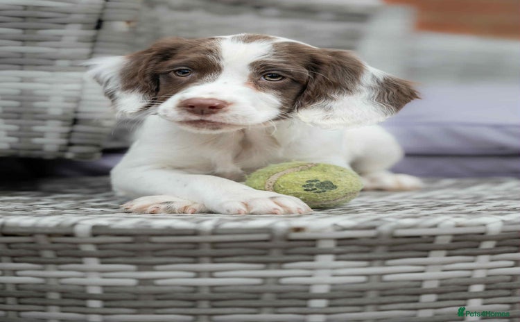 English Springer Spaniel dogs - Advert 11