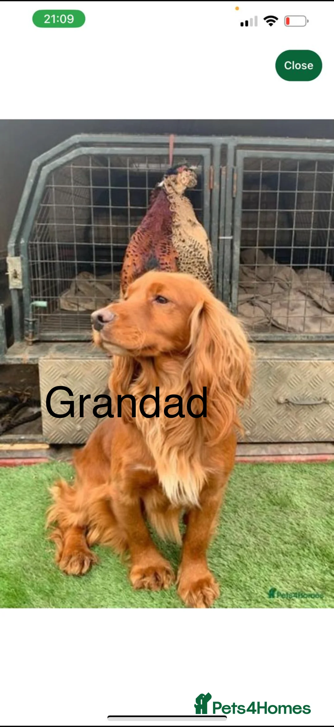 Cockapoo dogs for sale: F1 stunning cockerpoo puppies - Advert 31