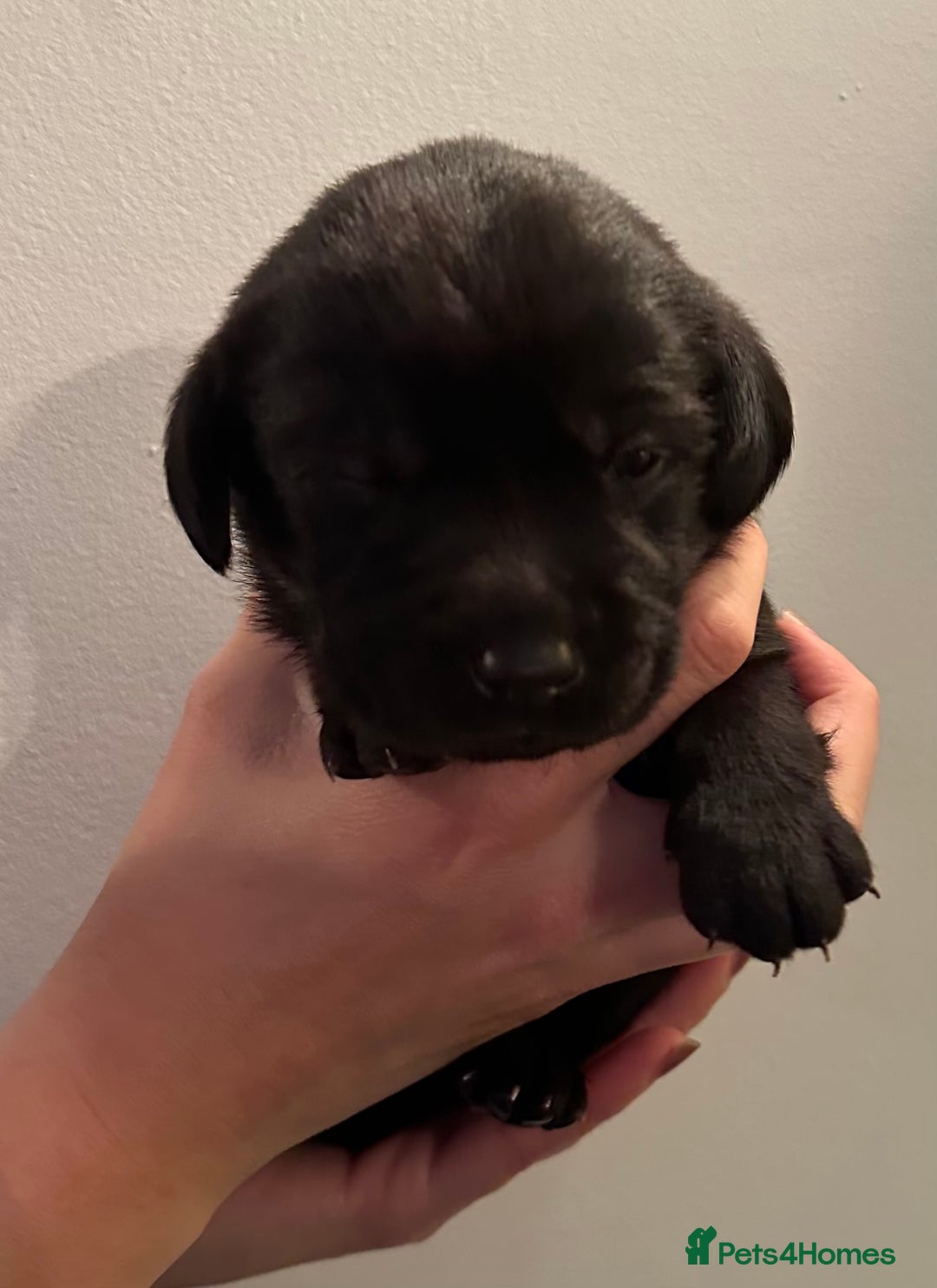Labrador Retriever dogs for sale: Beautiful kc reg black labradors - Advert 17