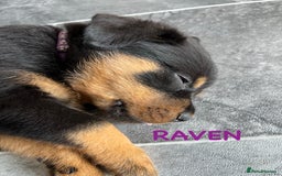 Rottweiler dogs for sale: Family bred and loved Rottweiller puppies - Image 17