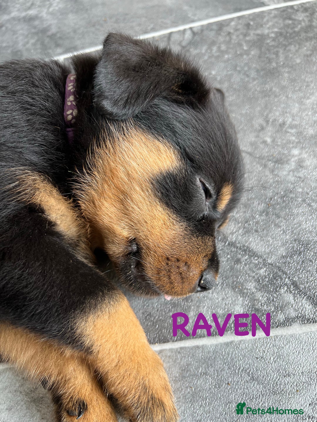 Rottweiler dogs for sale: Family bred and loved Rottweiller puppies - Image 17