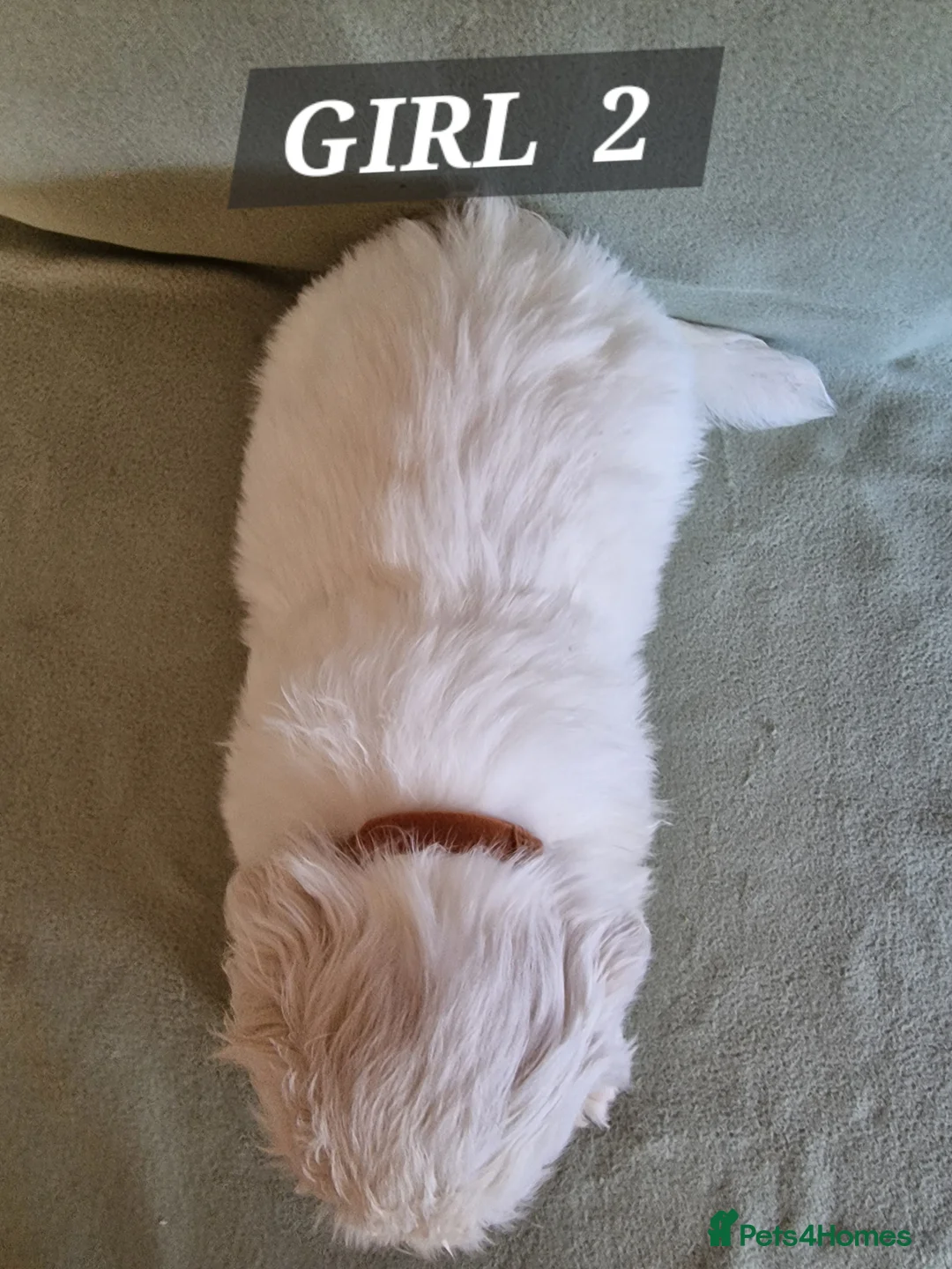 Shih Tzu dogs for sale:  beautiful Shih Tzu puppies available - Advert 2