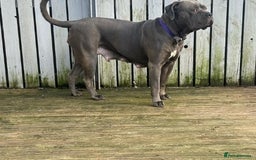 Cane Corso dogs for sale: Cane corso puppies for sale - Image 3