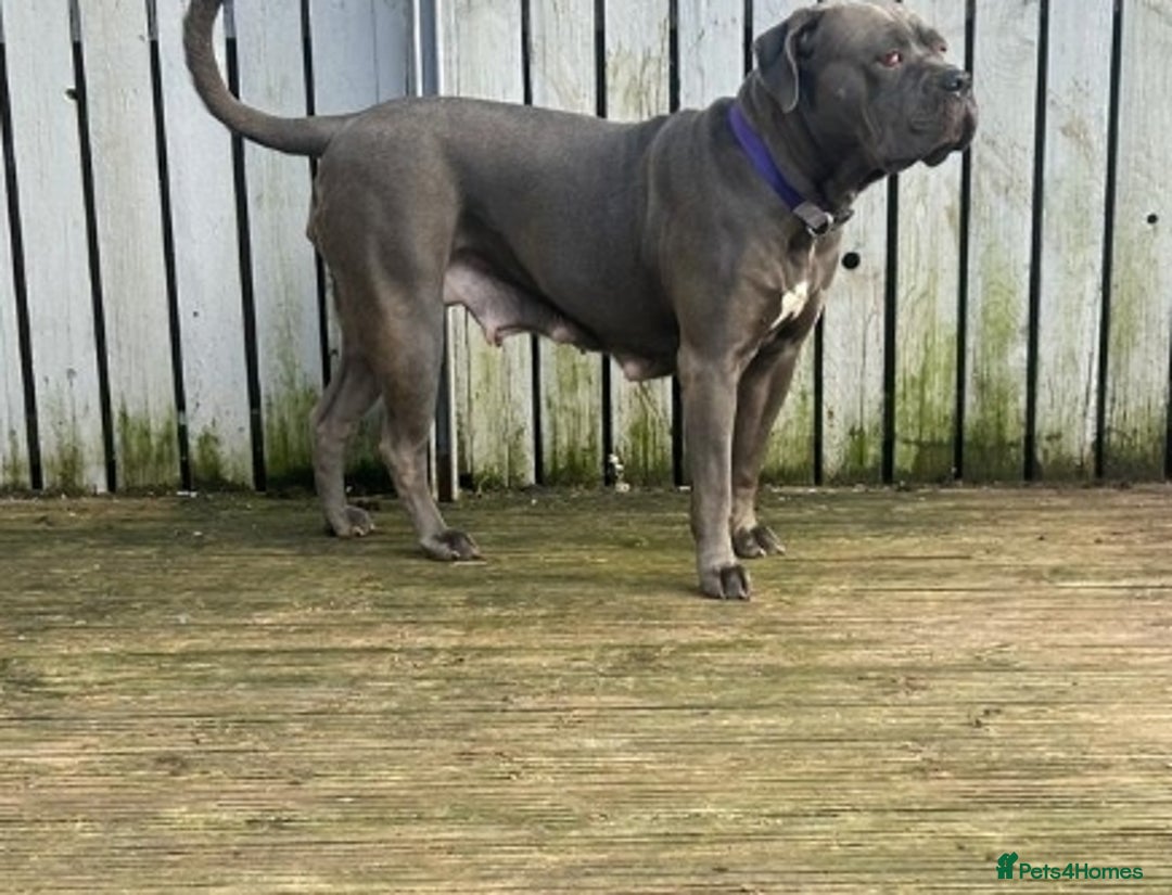 Cane Corso dogs for sale: Cane corso puppies for sale - Image 3