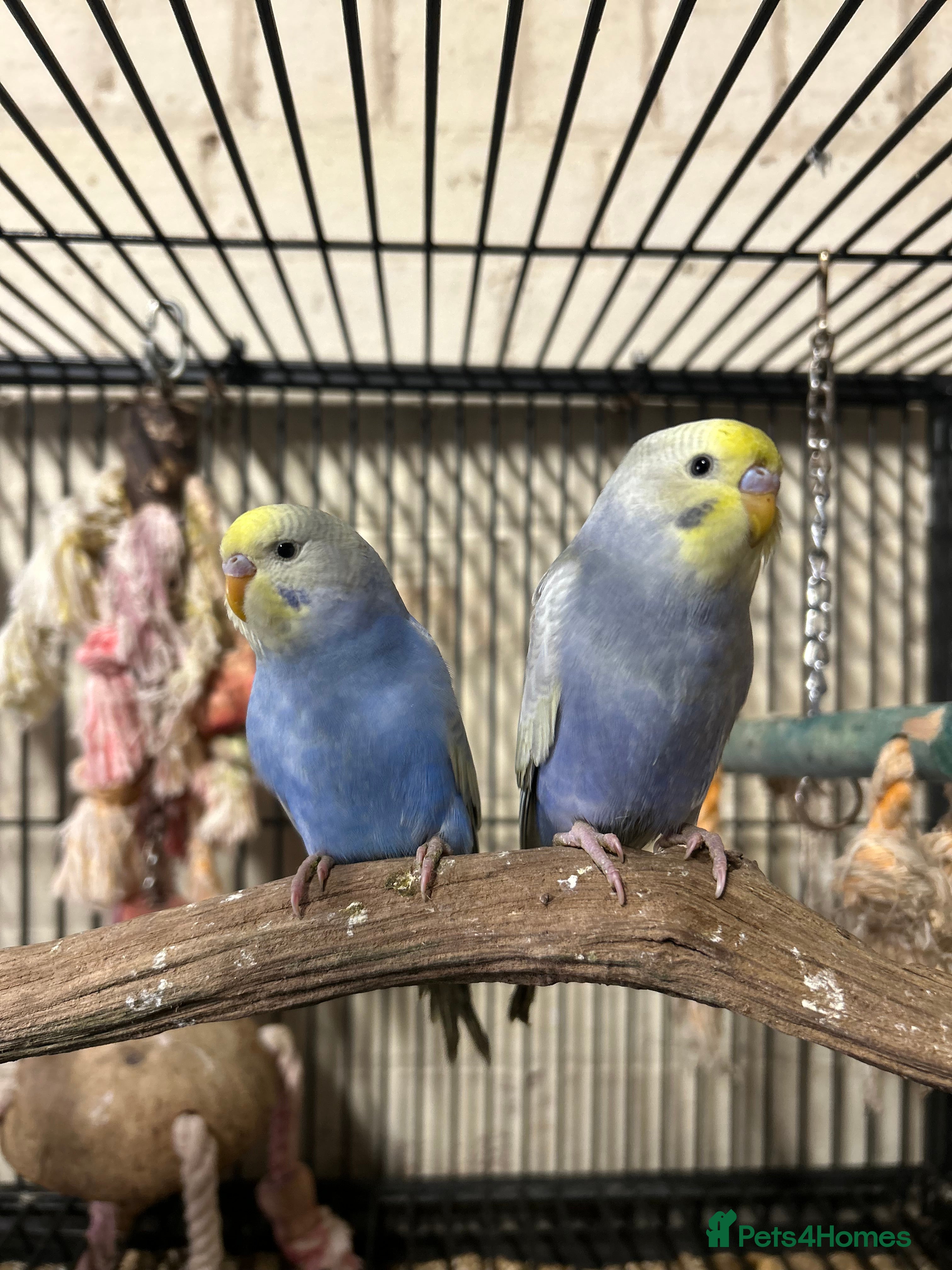 Budgerigars birds Rainbow budgies  - Advert 1