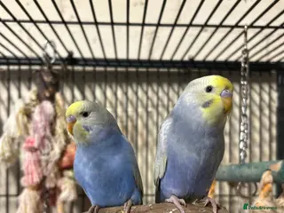 Budgerigars birds Rainbow budgies - Advert 2