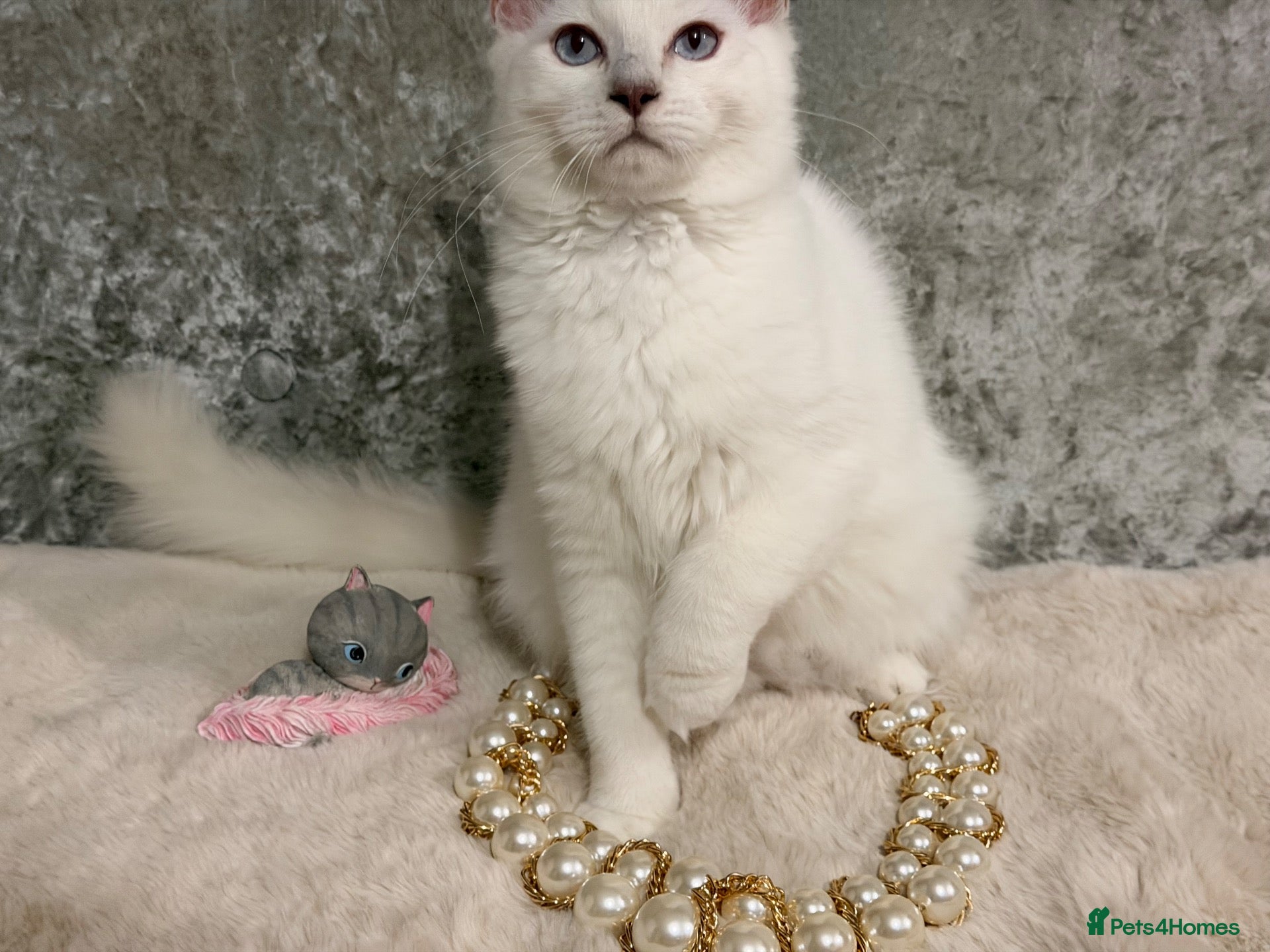 Ragdoll cats 🌟Stunning🌟PKD/HCM ✅ 💕 Ragdoll Kittens 🌟 - Advert 1