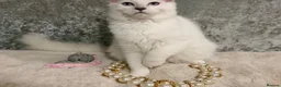 Ragdoll cats for sale: 🌟Stunning🌟PKD/HCM ✅ 💕 Ragdoll Kittens 🌟 - Advert 1