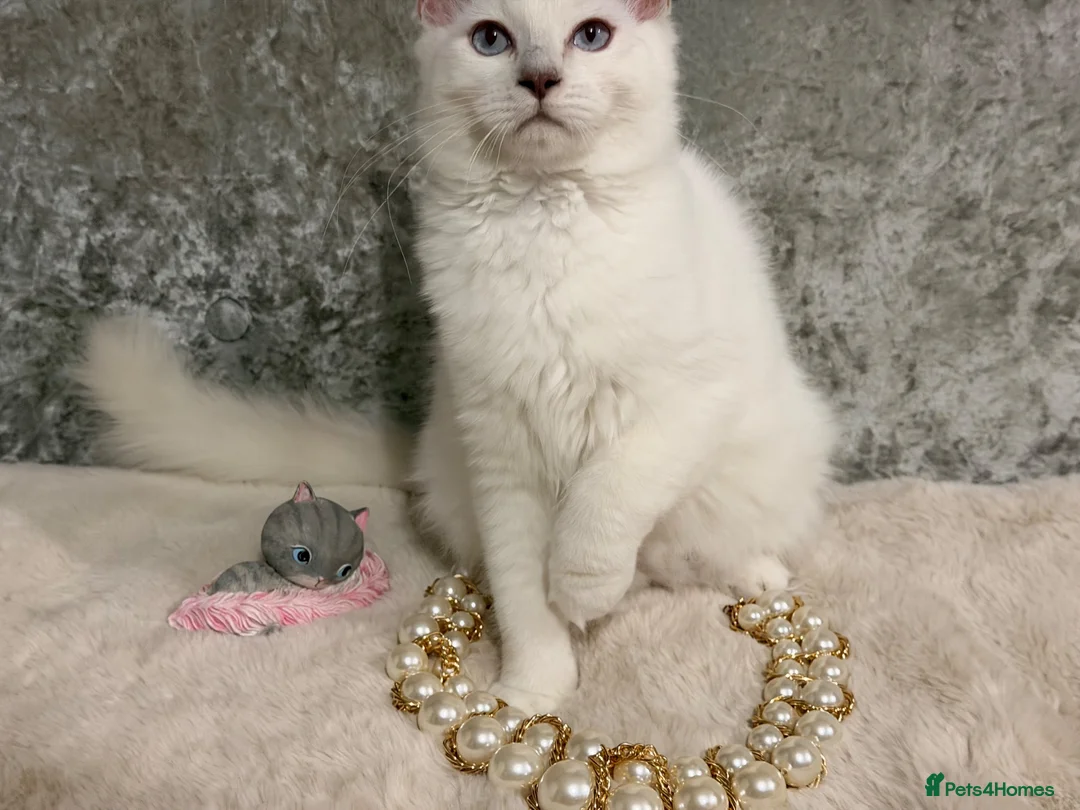 Ragdoll cats for sale: 🌟Stunning🌟PKD/HCM ✅ 💕 Ragdoll Kittens 🌟 - Advert 1