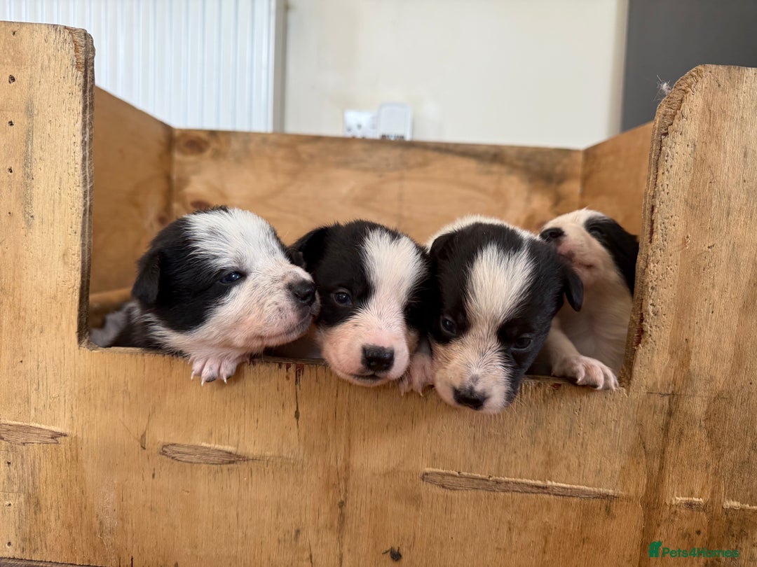 Border Collie dogs for sale: Border collie puppies  - Image 4
