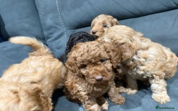 Cockapoo dogs for sale: All female fluffy Cockapoo puppies - Advert 19