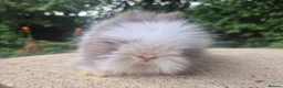 Angora rabbits for sale: ❤️STUNNING IMPORTED PARENTS- TEDDYDWERG BABIES❤️ - Advert 31