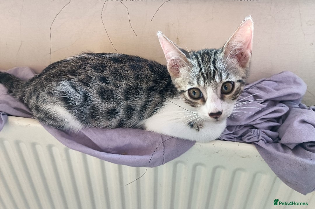Bengal cats for sale: Bengal Mix Kittens High % Wild Asian Leopard Cat  - Image 3