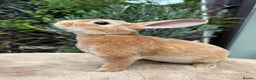 Rex rabbits for sale: 2 Orange mini Rex available - Advert 4