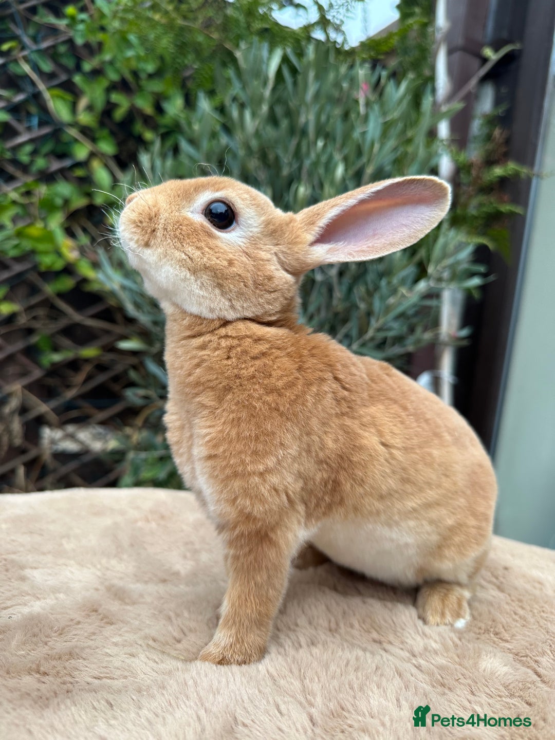Rex rabbits for sale: 2 Orange mini Rex available - Advert 4