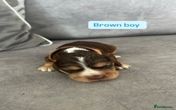 Cocker Spaniel dogs for sale: ✨show type cocker spaniel ✨ - Image 3