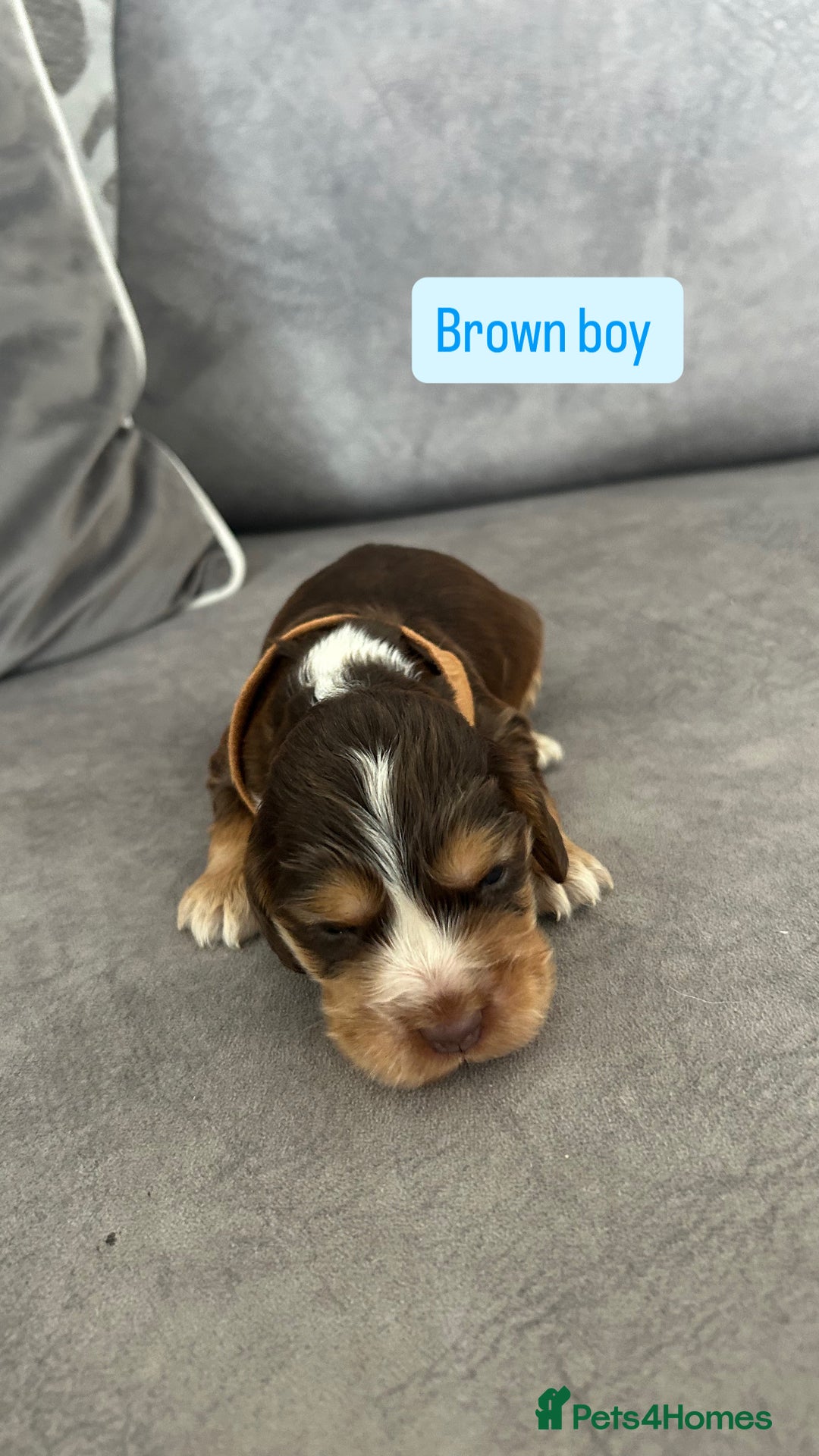 Cocker Spaniel dogs for sale: ✨show type cocker spaniel ✨ - Image 3