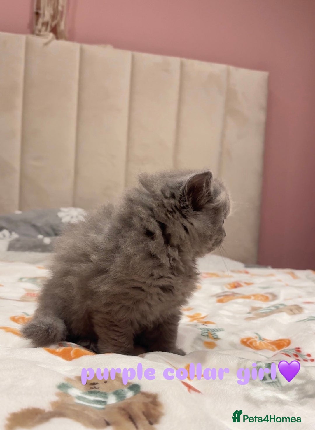 British Shorthair cats for sale: Gorgeous British Shorthairs - Advert 3