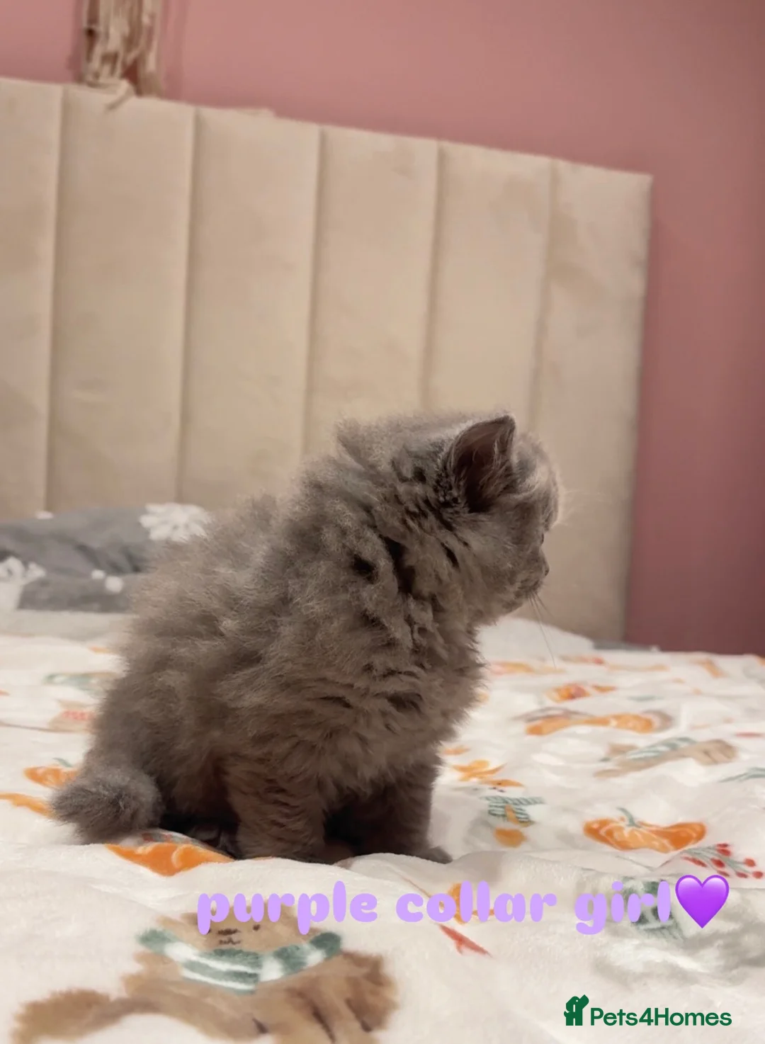 British Shorthair cats for sale: Gorgeous British Shorthairs - Advert 3