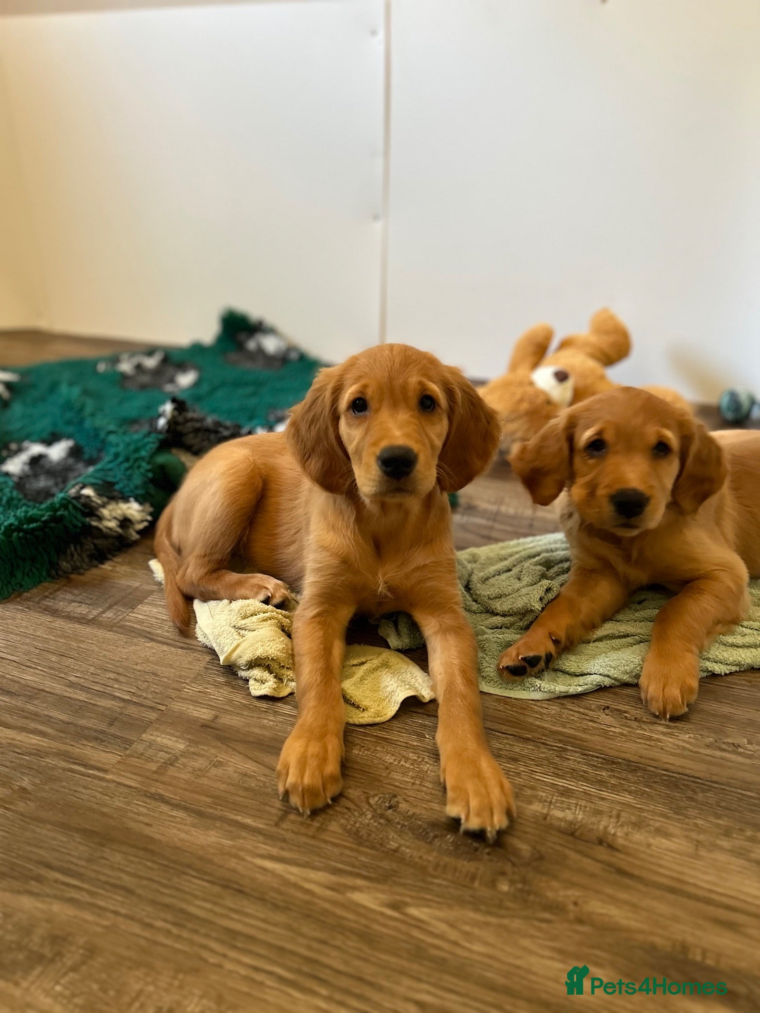Golden Retriever dogs  Beautiful red golden retriever Girl puppy  - Advert 2