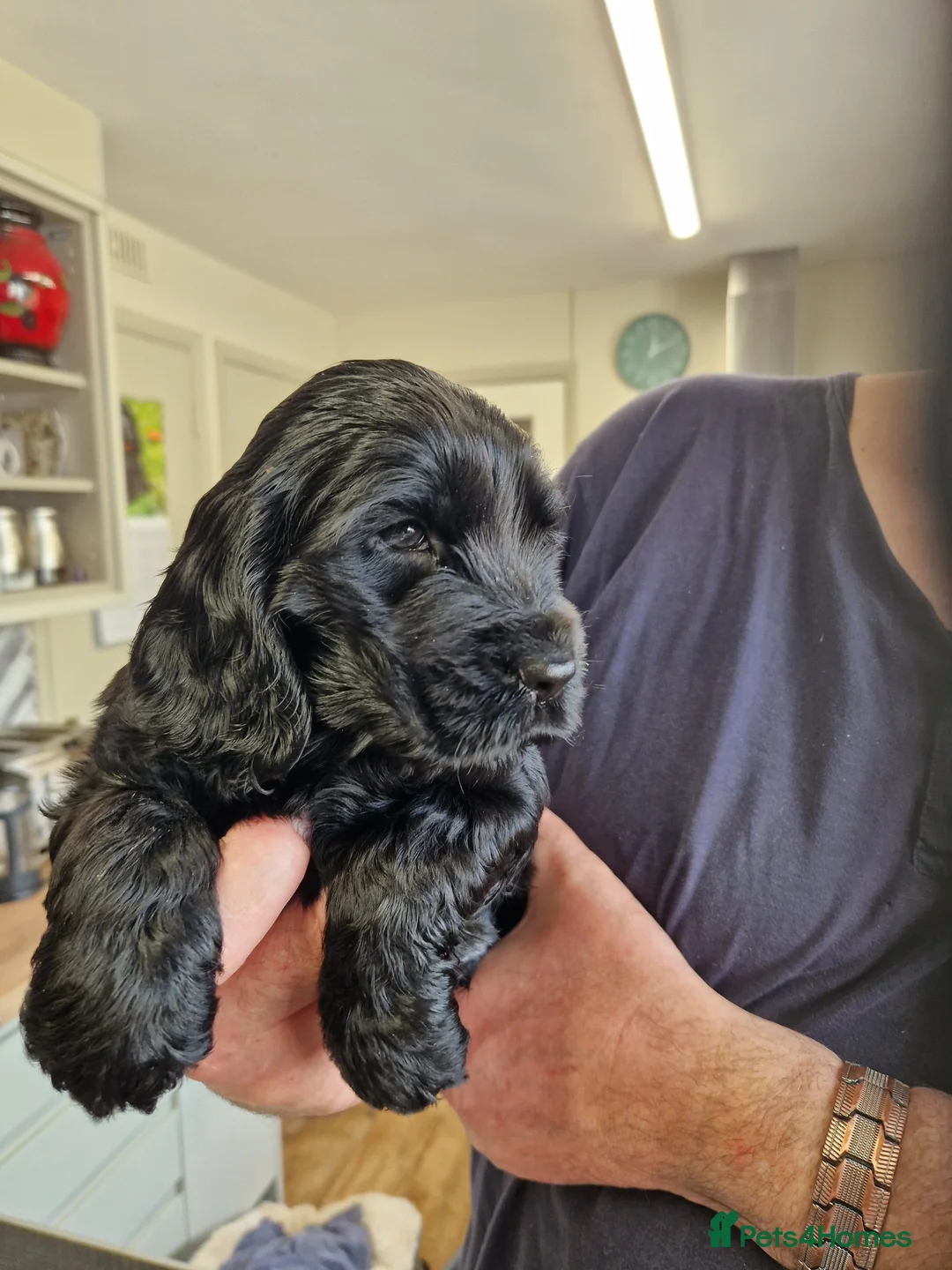 Cocker Spaniel dogs for sale: KC registered Show type Cocker Spaniel pup - Advert 2