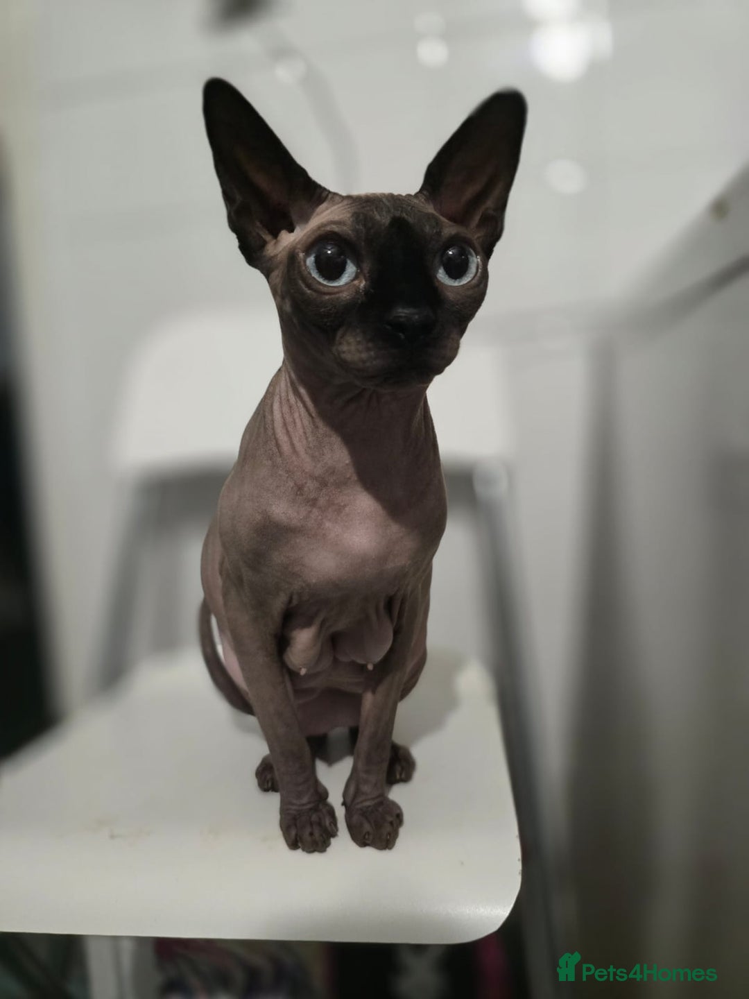 Sphynx cats for sale: 🌟 Sphynx Kittens – 5 Friendly Boys Ready Soon! 🌟 - Image 26