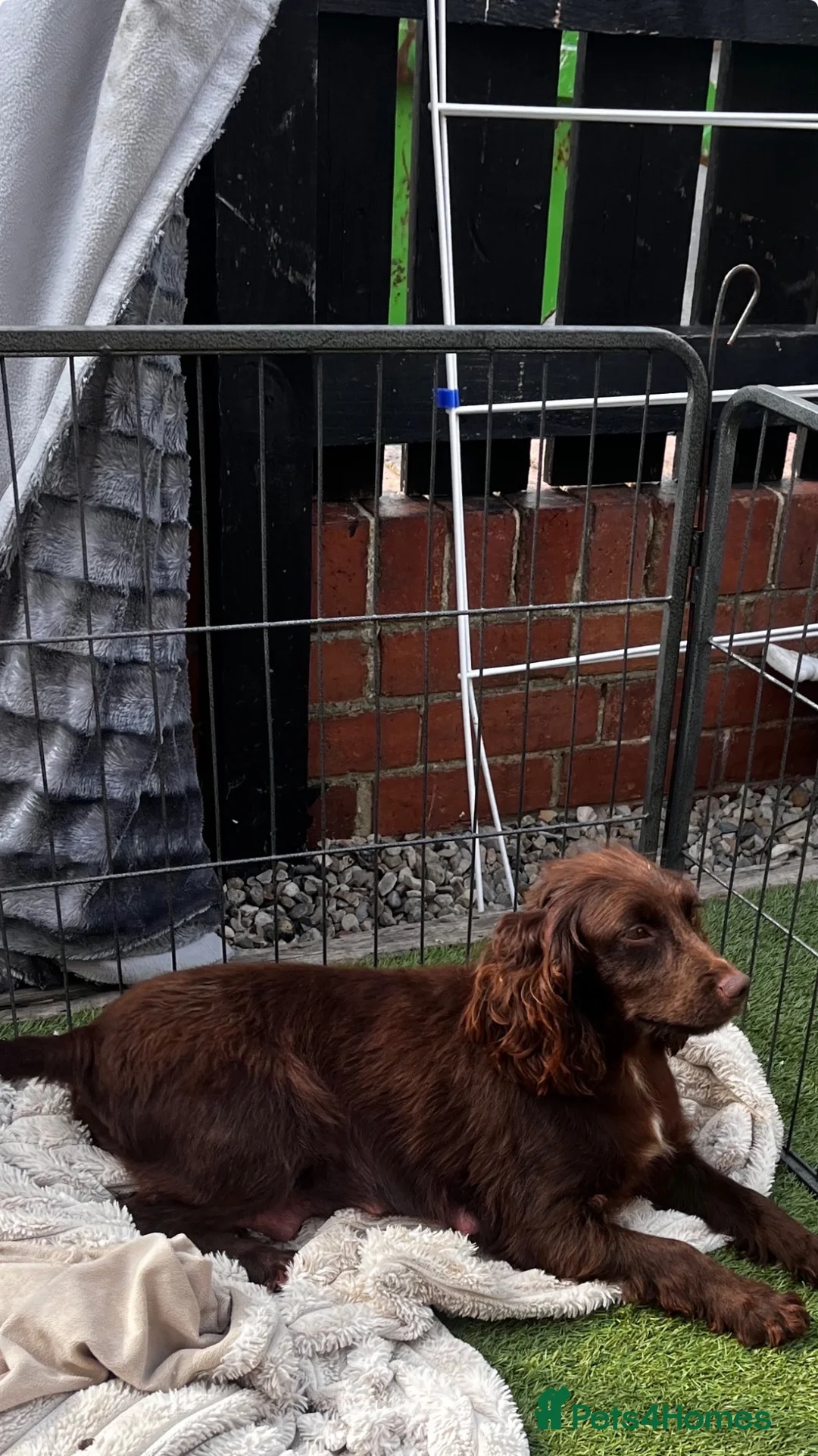 Cocker Spaniel dogs for sale: Cocker spaniel puppies - Advert 1