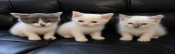 Ragdoll cats for sale: Ragdoll X domestic shorthair  - Advert 1