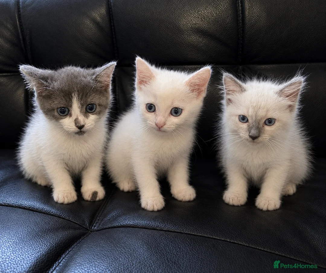 Ragdoll cats for sale: Ragdoll X domestic shorthair  - Advert 1