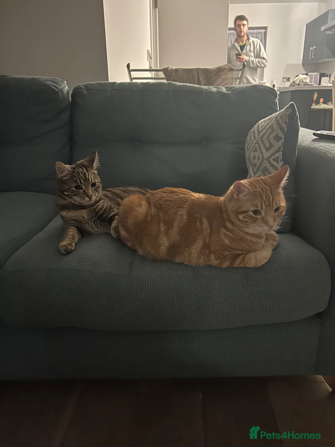 Domestic Shorthair cats for sale: 2 domestic shorthair cats male and female - Advert 10