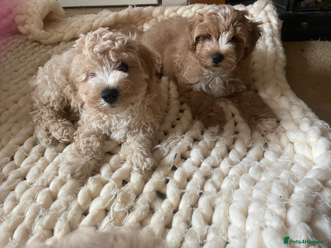 Cavapoo dogs for sale: Toy Cavapoo Puppies - Image 3