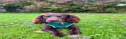 Cocker Spaniel dogs for stud: Cocker Spaniel for Stud  - Advert 12