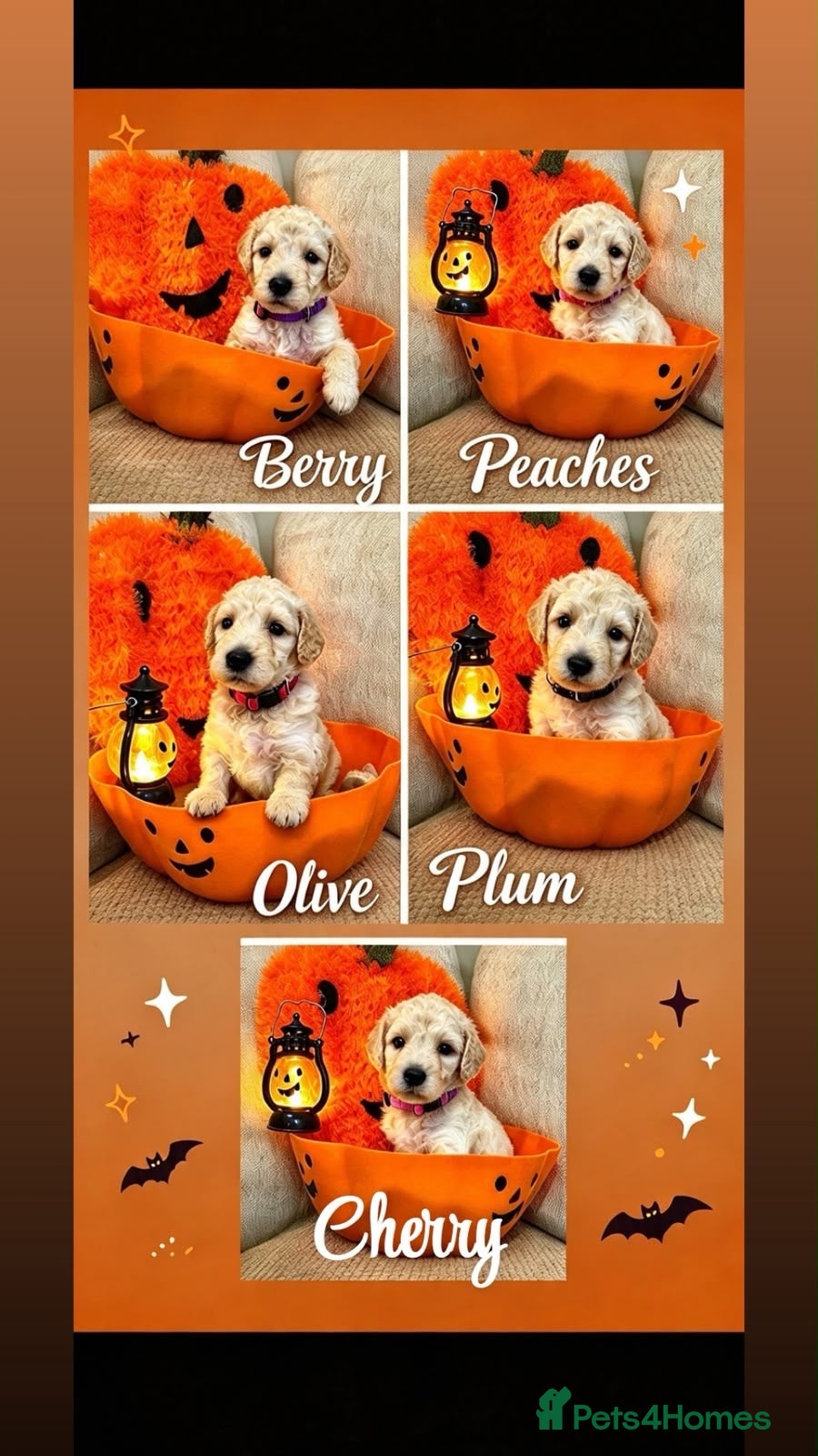 Mixed Breed dogs ❤️SAINT bernadoodle (mom) / standard poodle (dad)  - Advert 16