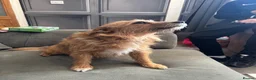 Mixed Breed dogs for sale: Puppies  in Nottingham - Advert 1