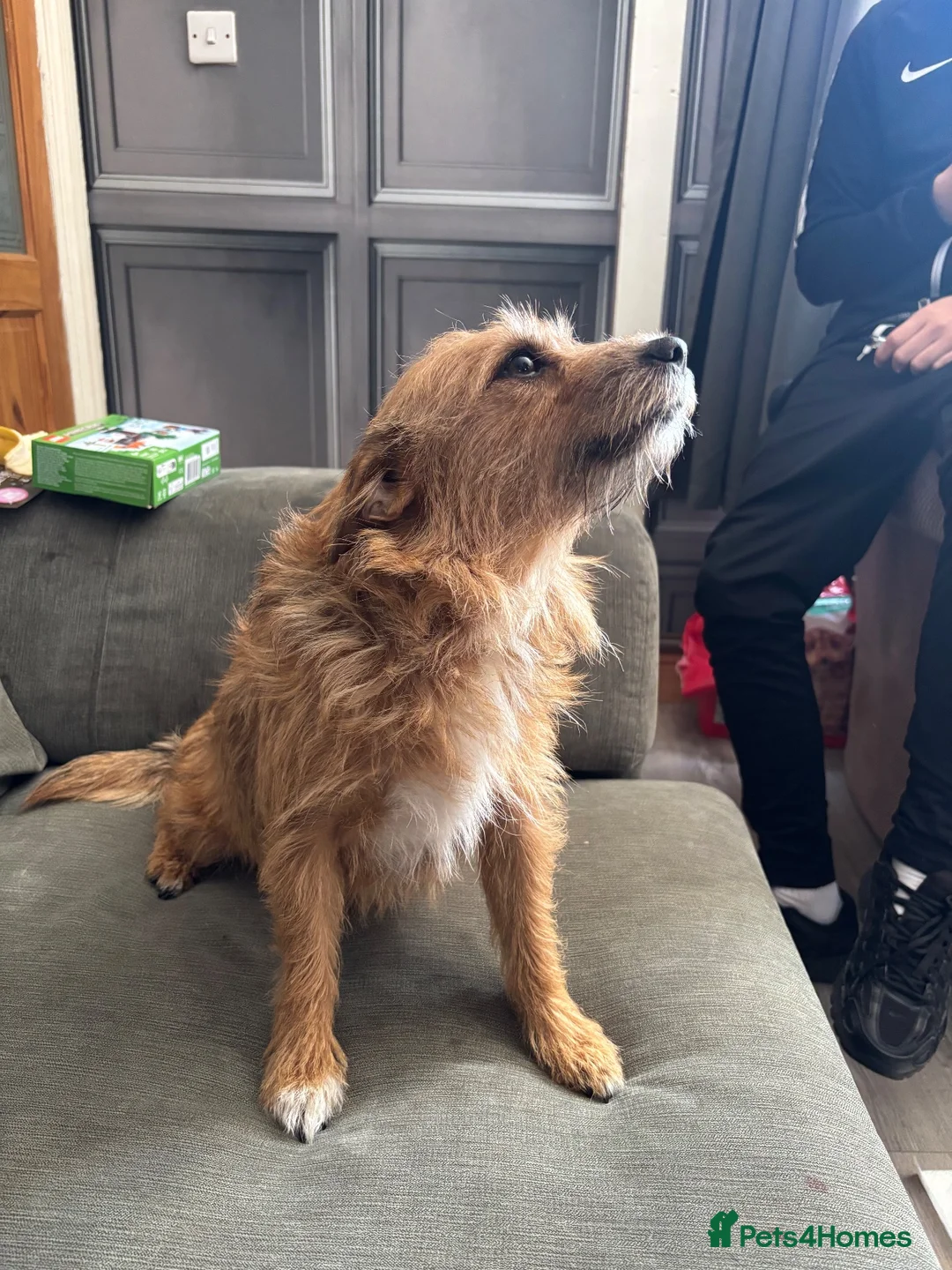 Mixed Breed dogs for sale: Puppies  in Nottingham - Advert 1