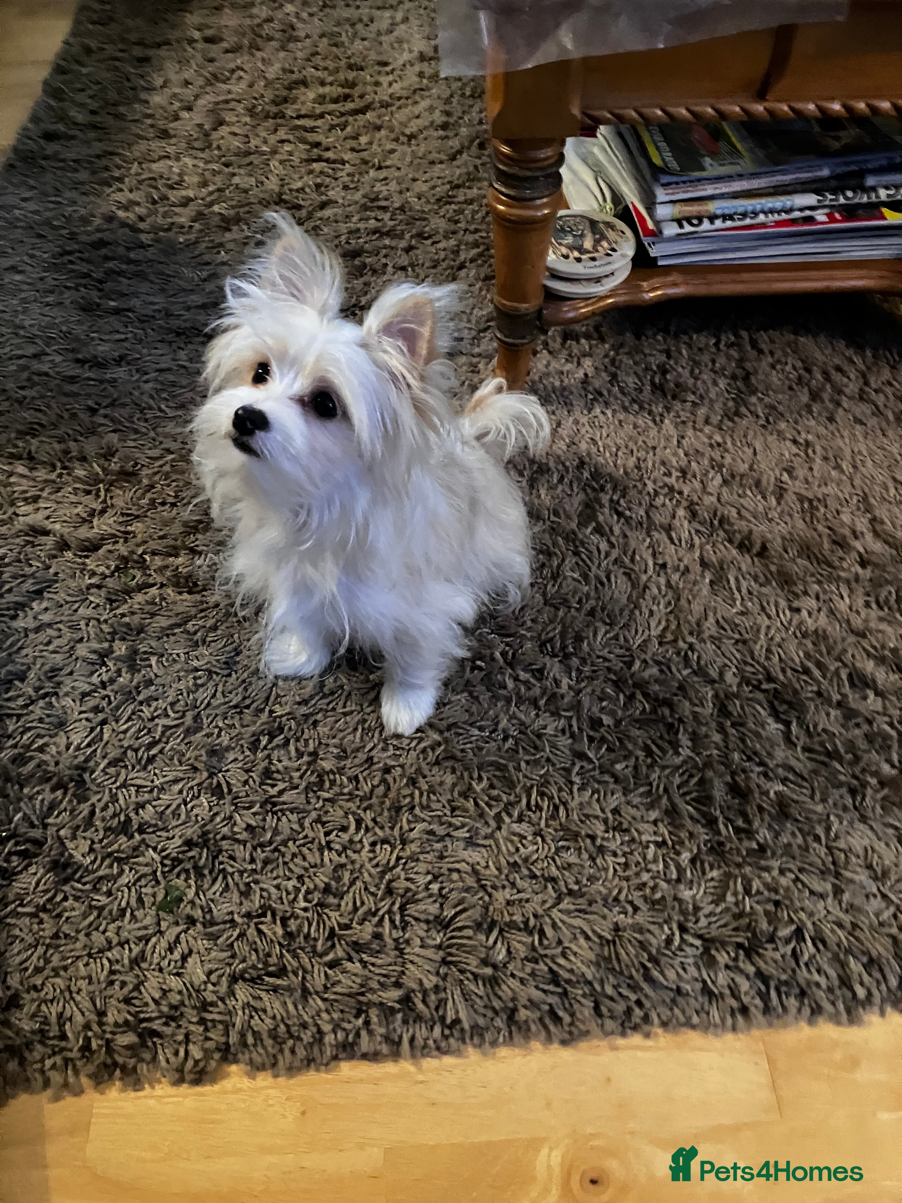 Mixed Breed dogs Malti-Pom Puppies - Reduced £900- 2 Left - Advert 19