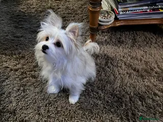 Mixed Breed dogs Malti-Pom Puppies - Reduced £900- 2 Left - Advert 19