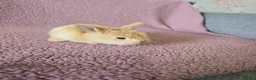 Mini Lop rabbits for sale: Beautiful rabbits for Sale MiniLop - Advert 1