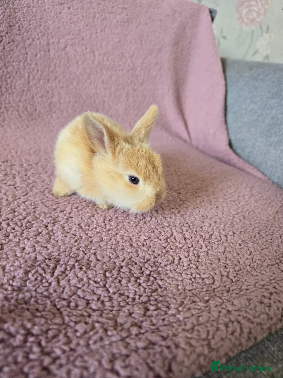 Mini Lop rabbits for sale: Beautiful rabbits for Sale MiniLop - Advert 1